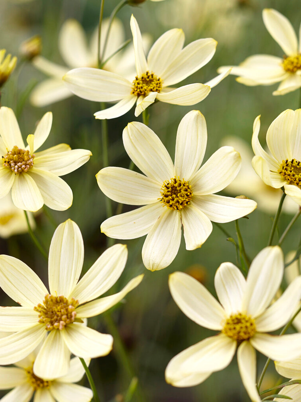 Coreopsis 'Moonbeam' – Threadleaf | Bare Root Plants | DutchGrown™ UK