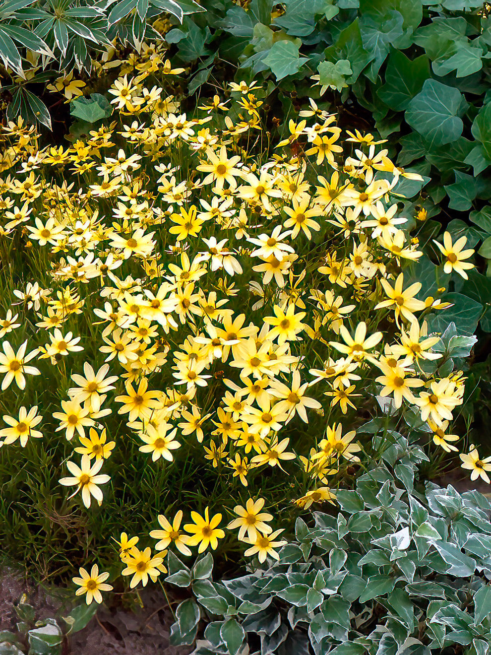 Coreopsis 'Moonbeam' – Threadleaf | Bare Root Plants | DutchGrown™ UK
