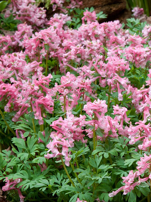 Pink Corydalis ‘Beth Evans’ growing in a shady woodland garden