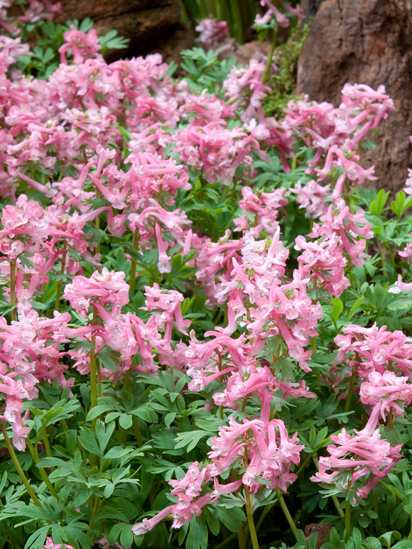 Early spring Corydalis solida ‘Beth Evans’ flowering in partial shade