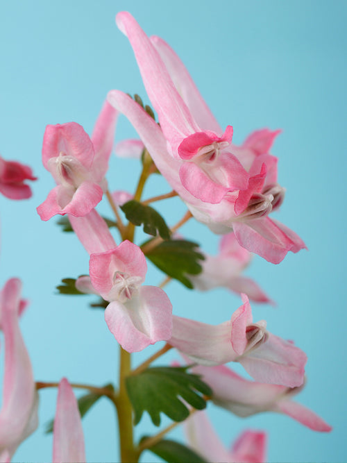 Corydalis solida ‘Beth Evans’ | Early Spring Pink Woodland Flower
