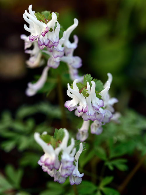 Corydalis solida ‘Merlin’ | Early Spring Flower for Shade