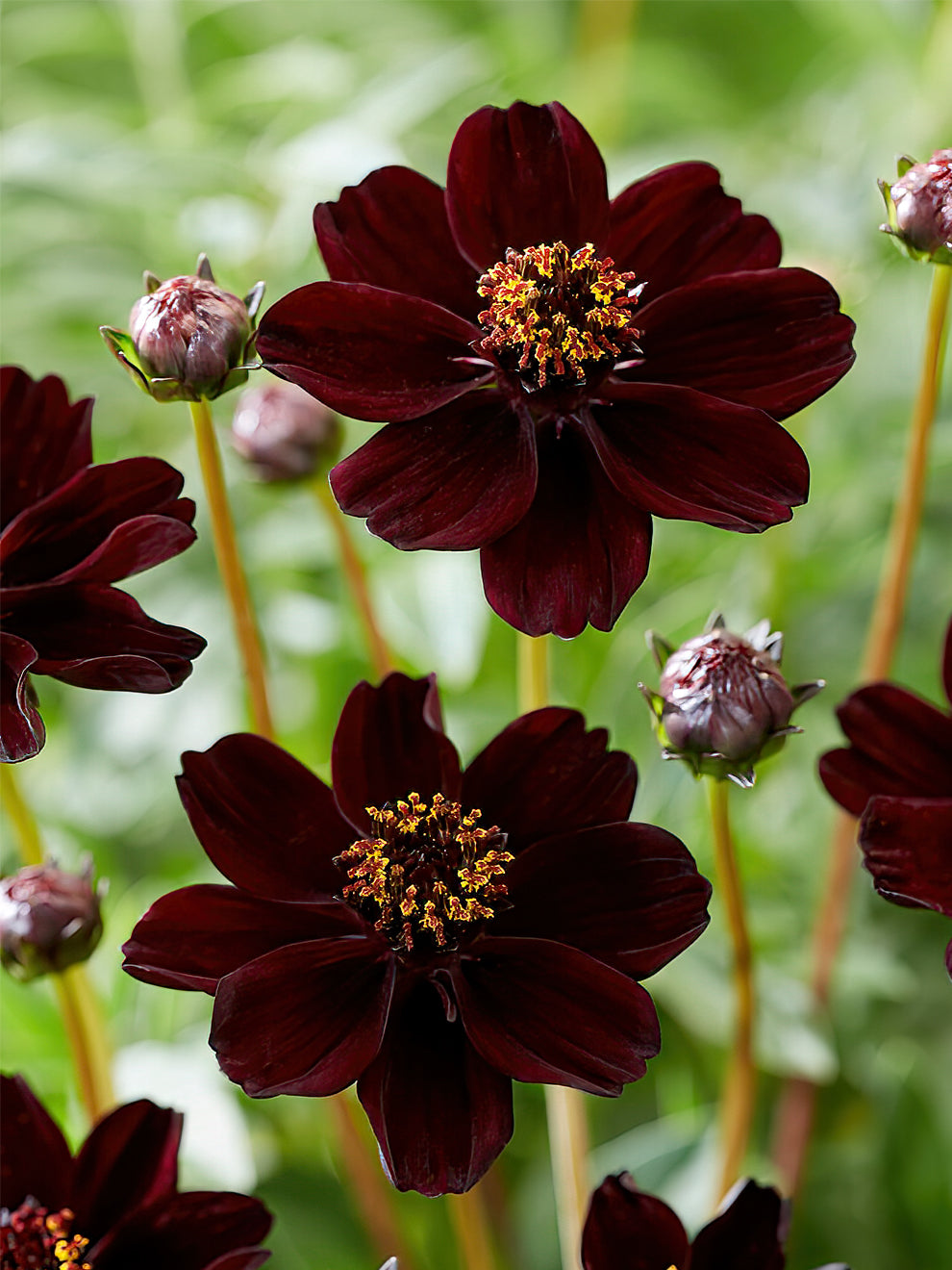 Cosmos Atrosanguineus (Chocolate Plant) - Buy online at DutchGrown™ UK