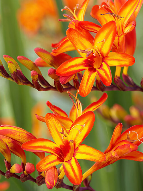 Crocosmia Firestars Firestarter