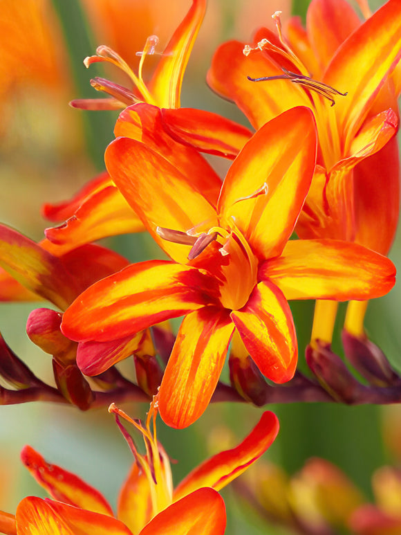 Crocosmia Firestars Firestarter Bulbs and Corms