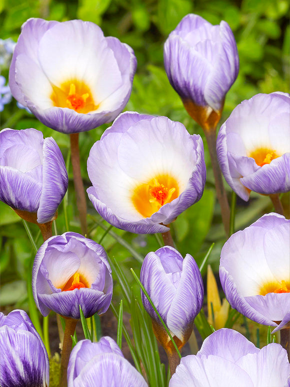 Close-up of Crocus Blue Marlin lavender-blue petals