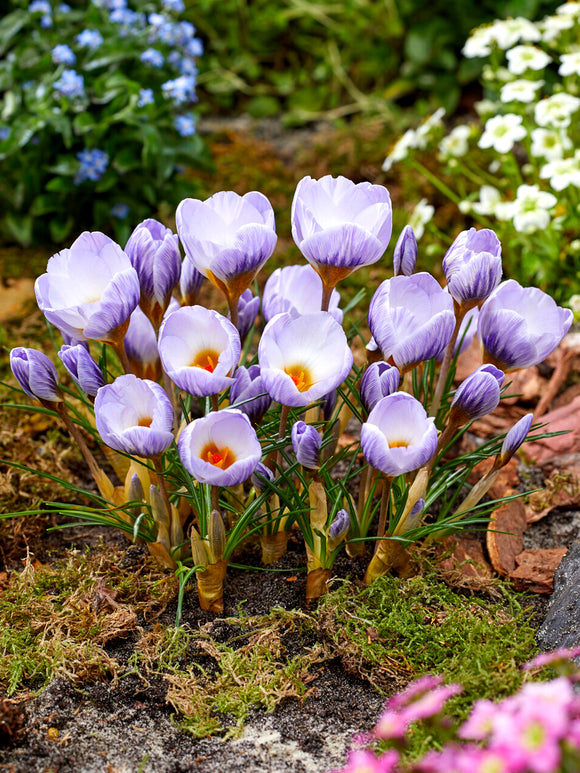 Crocus Blue Marlin naturalised in lawn