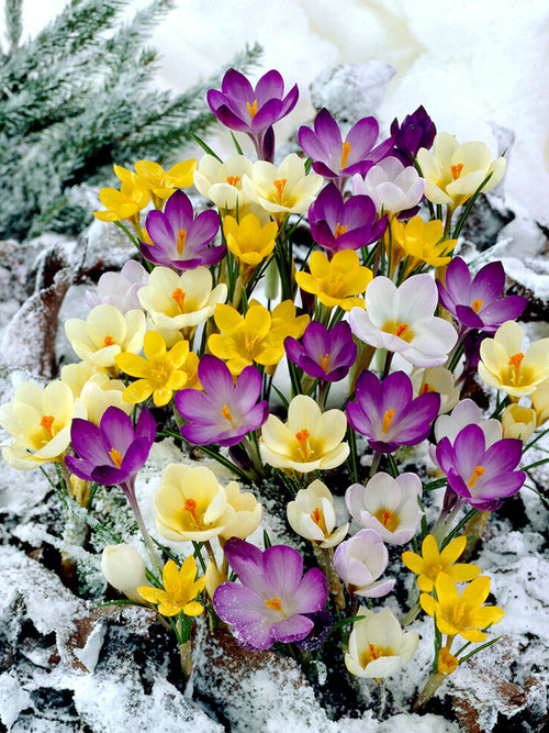 Buy Botanical Crocus Bulbs Mixed - UK Shipping