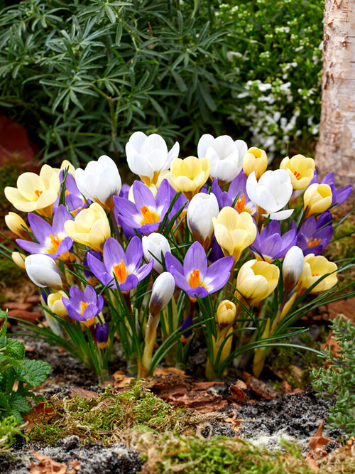 Buy Botanical Crocus Bulbs Mixed - UK Shipping