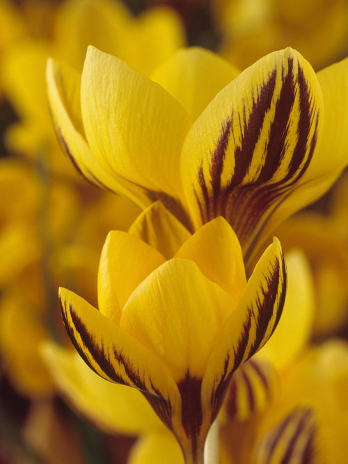 Cluster of Crocus Gipsy Girl blooming in early spring