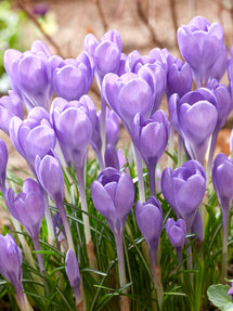 Crocus Hummingbird