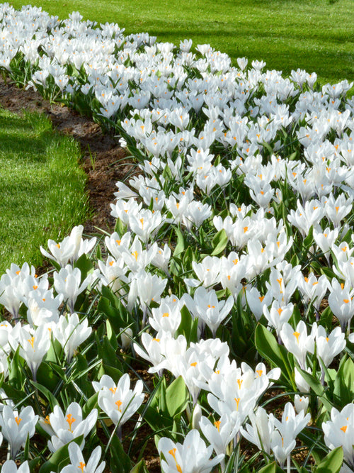 Crocus Jeanne d'Arc bulbs