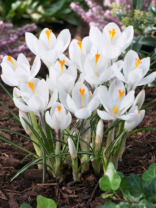 White crocus flower bulbs