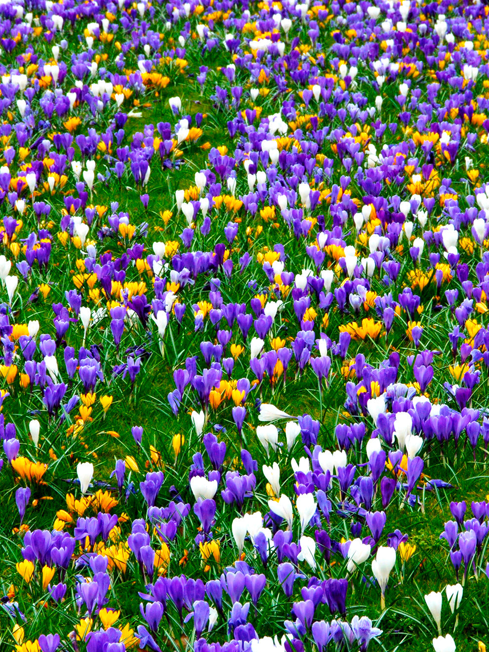 Crocus Jumbo Mixed | Buy Crocus Bulbs | DutchGrown™