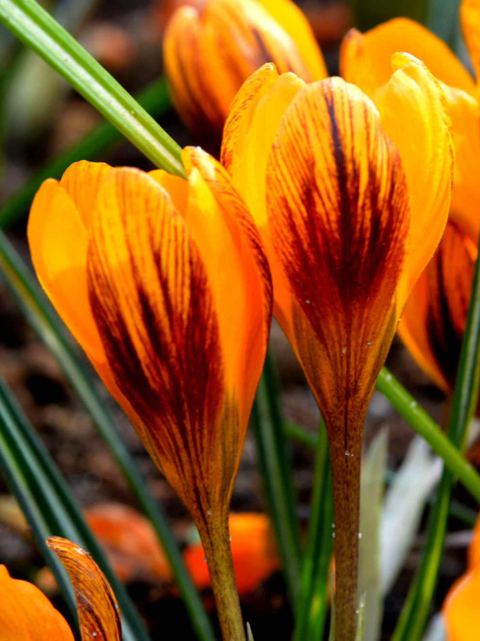 Crocus Monarch 101