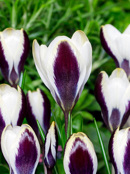 Crocus Bulbs For Sale | Top-Quality Crocuses Available