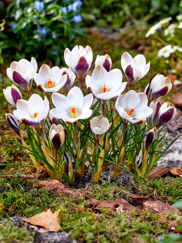 Cluster of Crocus Panda flowering in early spring garden