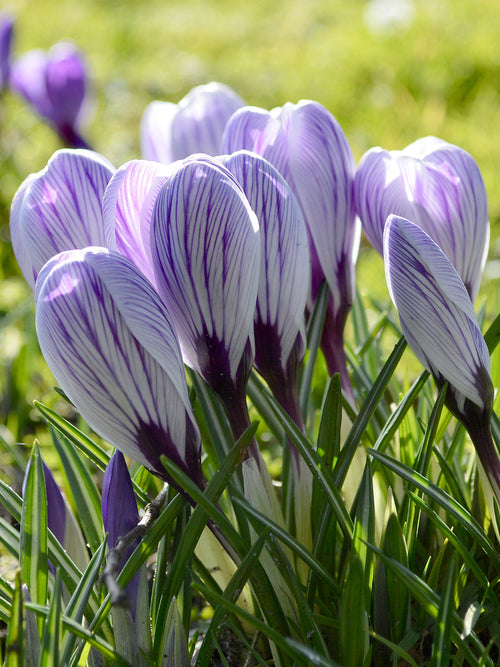 Striped Crocus Pickwick bulbs