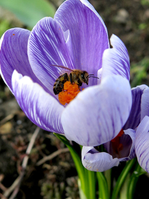  Crocus Pickwick