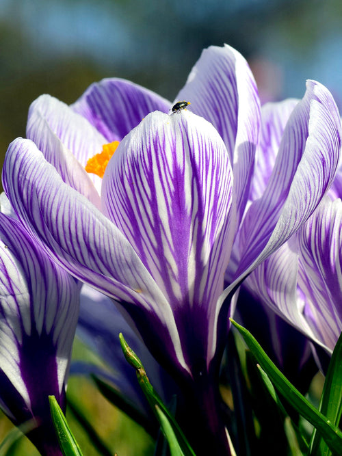 Crocus Pickwick