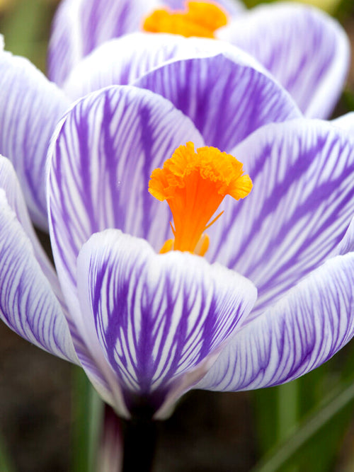 Striped Crocus Pickwick bulbs