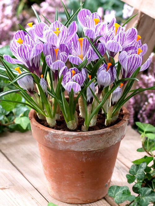 Crocus Pickwick bulbs