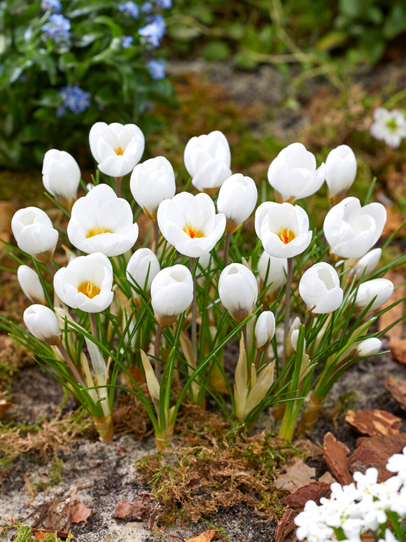 Cluster of Crocus Polar Bear blooming in early spring