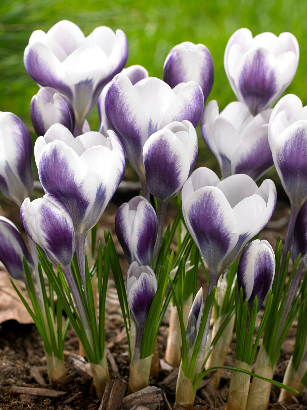 Crocus 'Prince Claus' | Buy Crocus Flower Bulbs Online at DutchGrown
