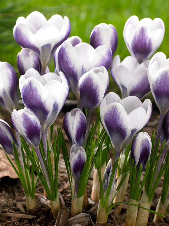 Crocus Prince Claus 