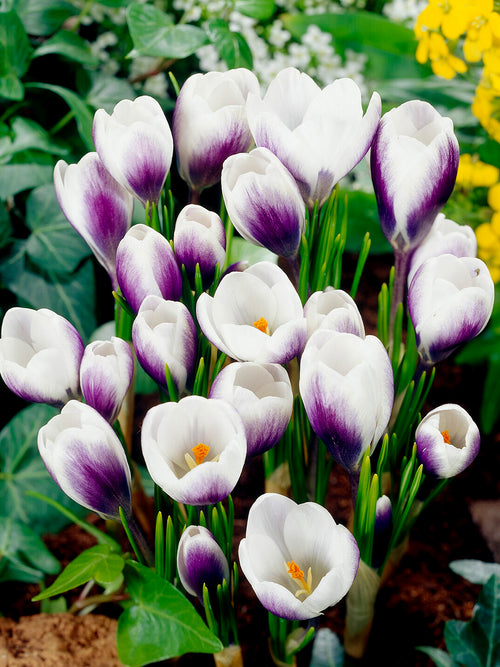Close-up of Crocus Prince Claus purple-backed petals