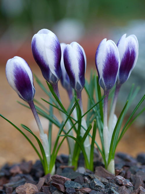 Crocus Prince Claus naturalised in lawn