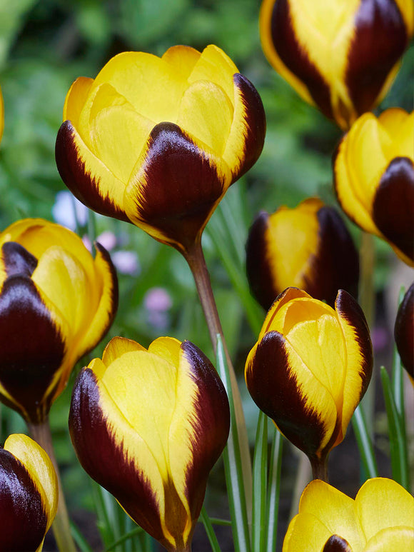 Close-up of Crocus Queen Bee golden centre