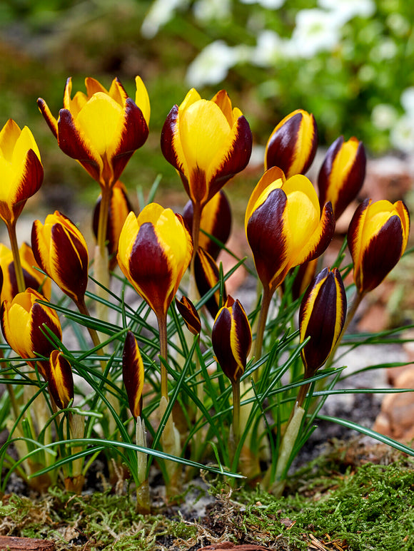 Cluster of Crocus Queen Bee blooming in early spring