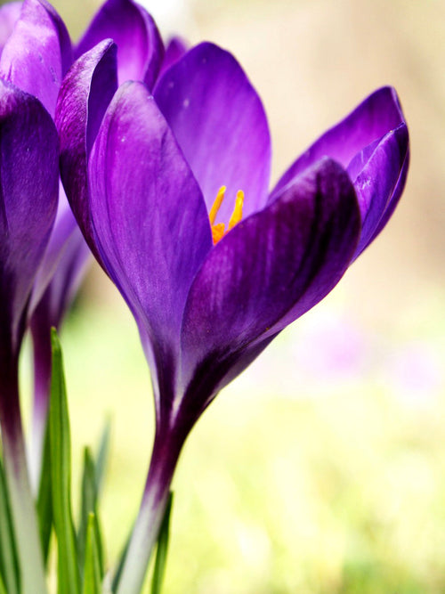 Crocus Remembrance Purple Flower Bulbs for Fall Planting