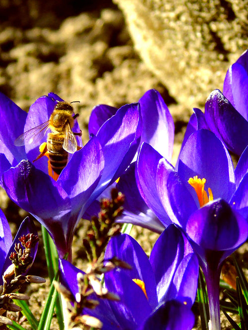 Crocus Remembrance Purple Crocus Flower Bulbs - UK delivery