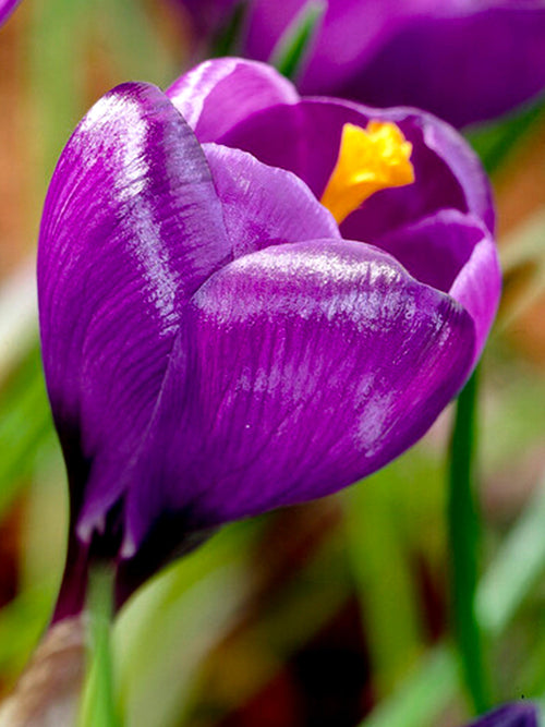 Crocus Remembrance Purple Flower Bulbs for Fall Planting