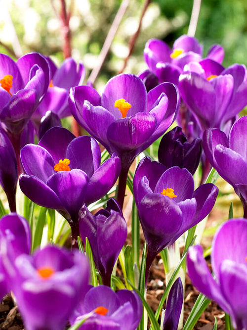 Crocus Remembrance Purple Crocus Flower Bulbs - UK delivery