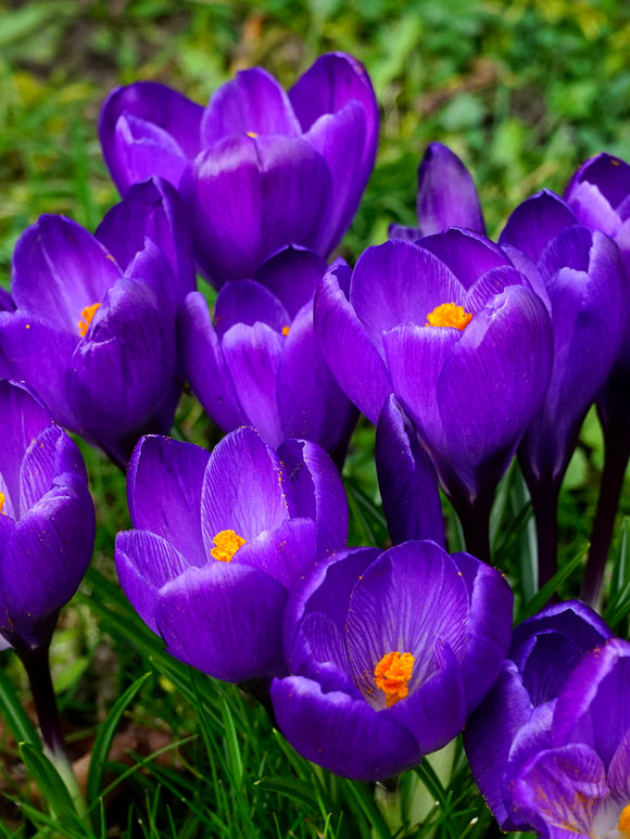 Crocus Remembrance Purple Crocus Flower Bulbs - UK delivery