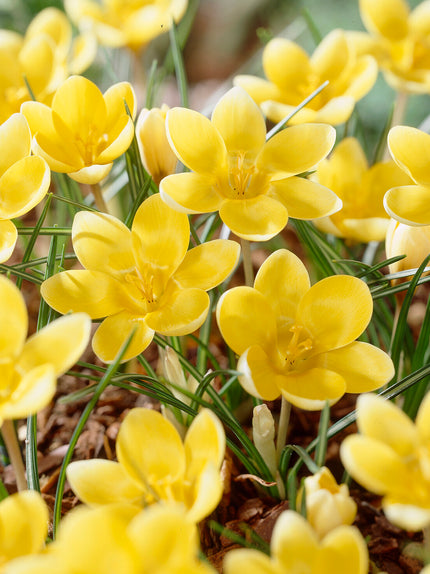 Crocus Bulbs For Sale | Top-Quality Crocuses Available