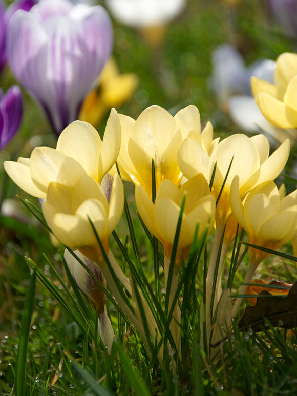 Cluster of Crocus Romance blooming in a garden