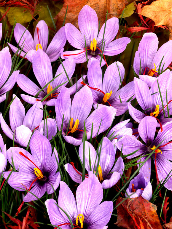 Field with Saffron crocus sativus blooming
