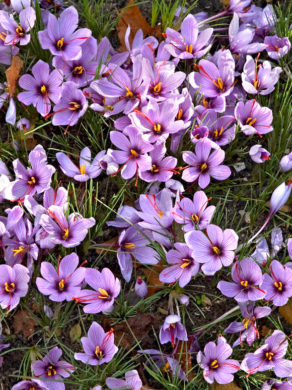 Field with Saffron crocus sativus blooming
