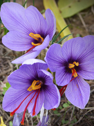 World Famous Crocus Sativus (Saffron Crocus)