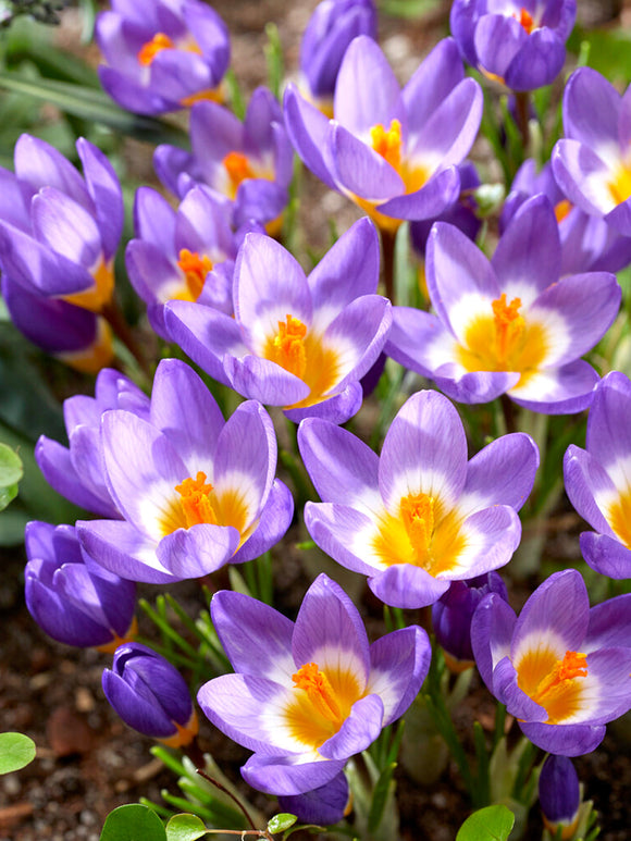 Crocus sieberi ssp. sublimus Tricolor