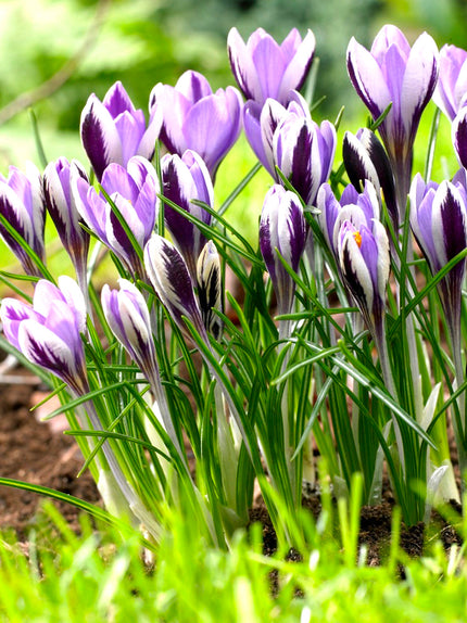 Crocus Bulbs For Sale | Top-Quality Crocuses Available