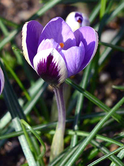 Crocus Spring Beauty flower bulbs spring flowers