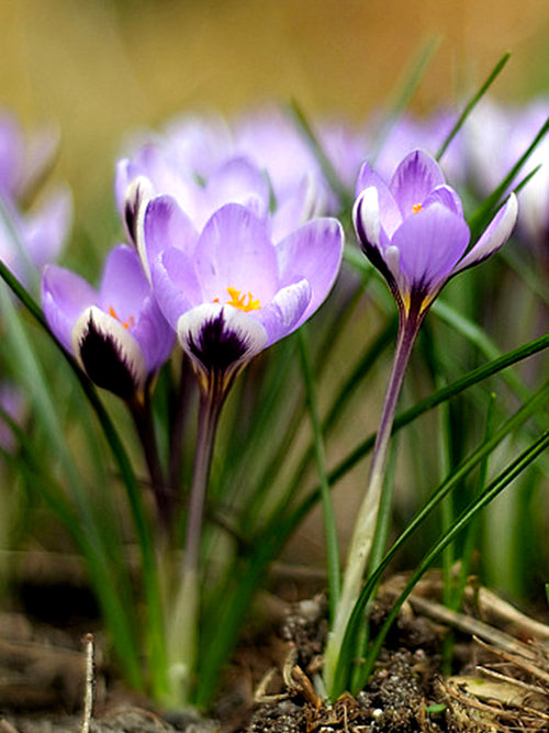 Crocus Flower Bulbs Purple White Spring Beauty