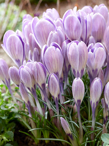 Crocus Striped Bird