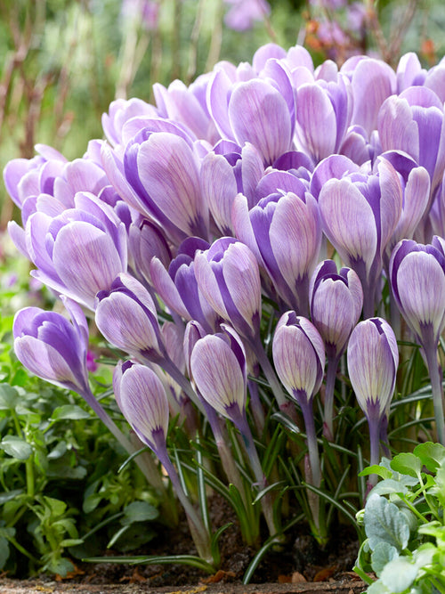 Crocus Flower Bulbs tommasinianus 'Striped Bird'