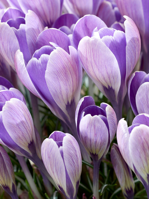 Crocus Bulbs tommasinianus 'Striped Bird'